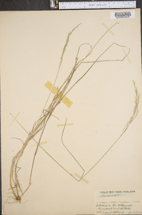 Poa nemoralis image